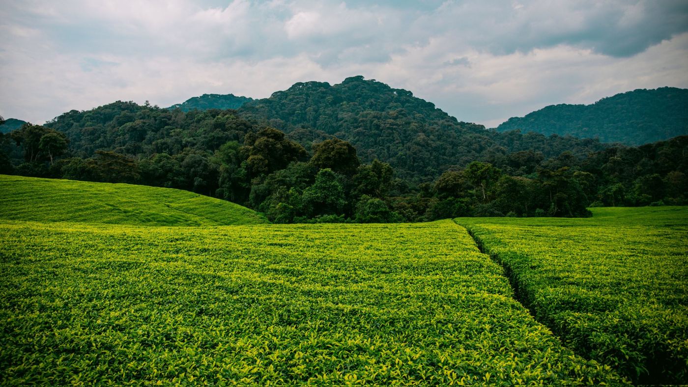Tea field at the edge of a forest