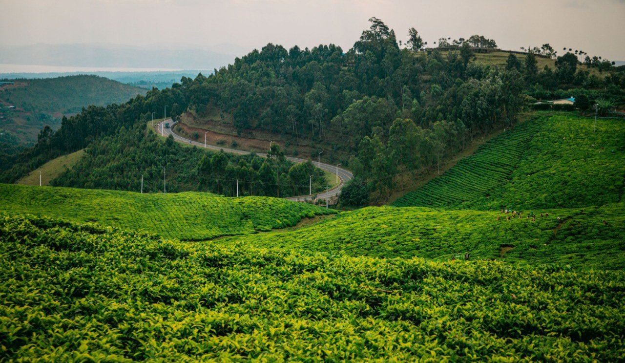 A winding road through tea fields
